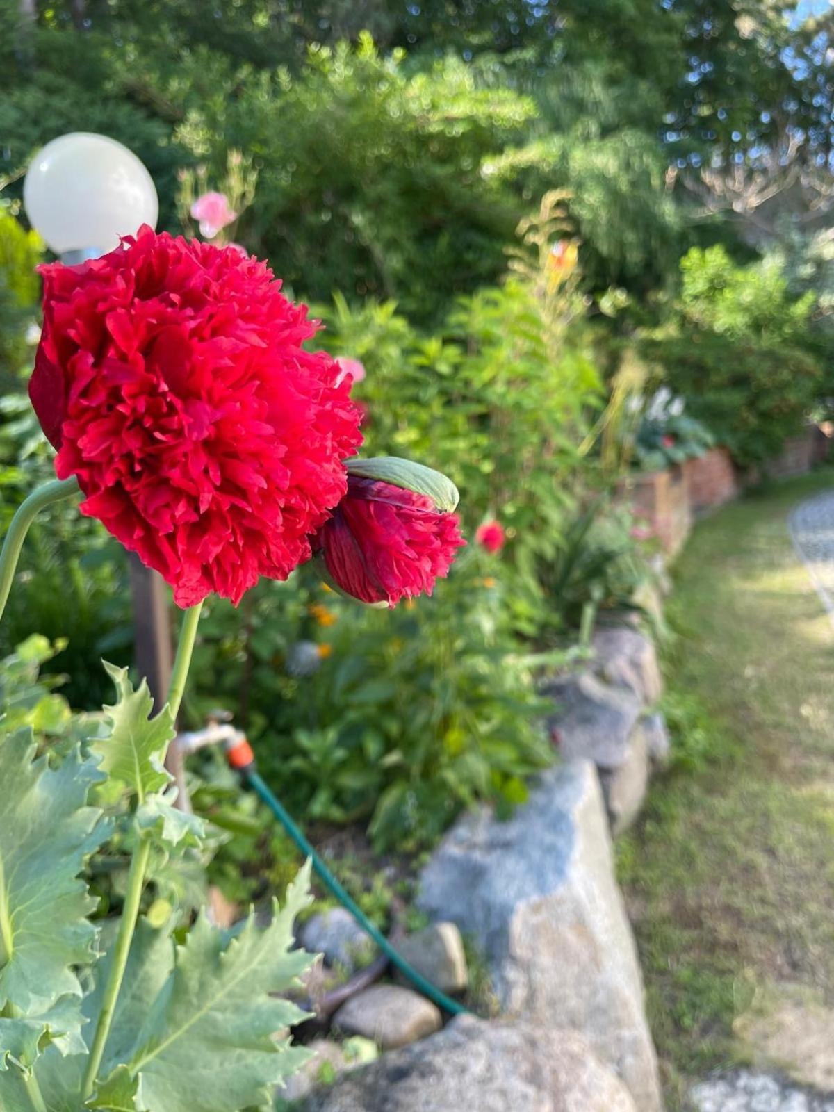 Villa Mielno-Eko Mielno  Dış mekan fotoğraf